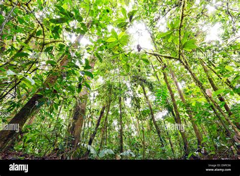 Feature Of A Rainforest Canopy Nyt