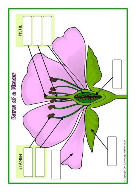 Features Of Flower Worksheet Ks2 Resources Teacher Made Flower Labeling Worksheet For Kindergarten - Flower Labeling Worksheet For Kindergarten