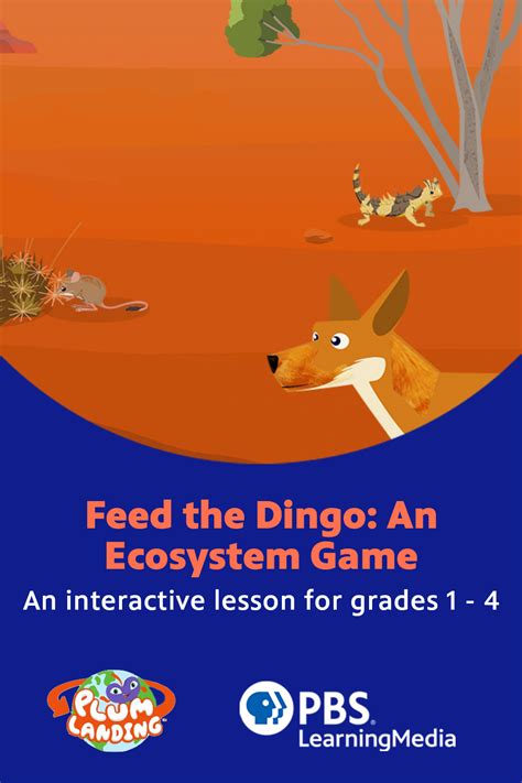 Feed The Dingo