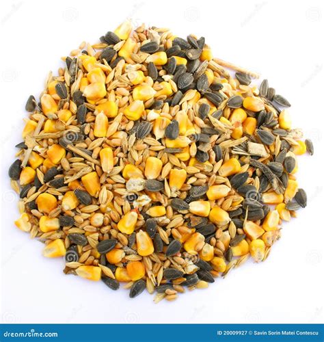 feed on seed