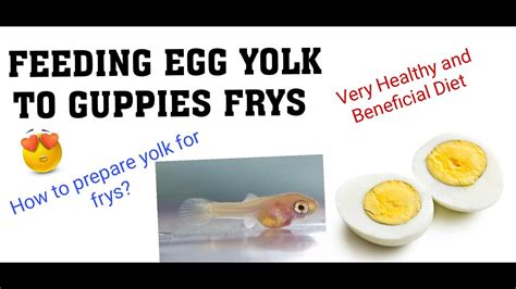feeding guppy fry egg yolk