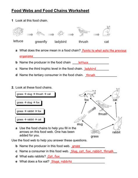 Read Feeding Relationships Activity Food Chains Answer Key 
