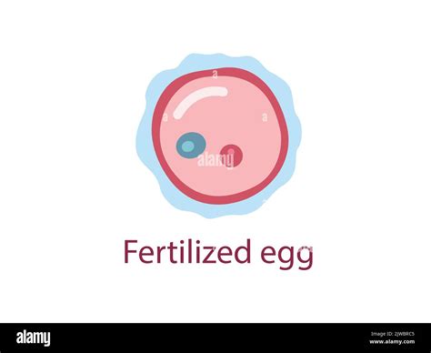 feeling when egg is fertilized