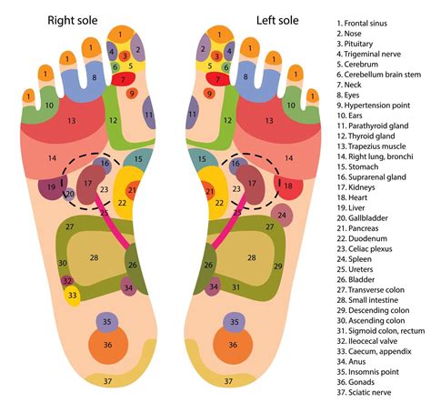 Feet Reflexology Chart
