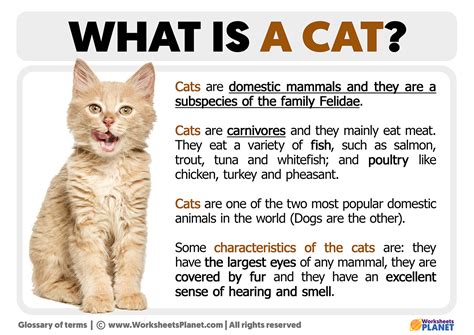 Feline Definition Species And Facts Britannica Cat Science - Cat Science