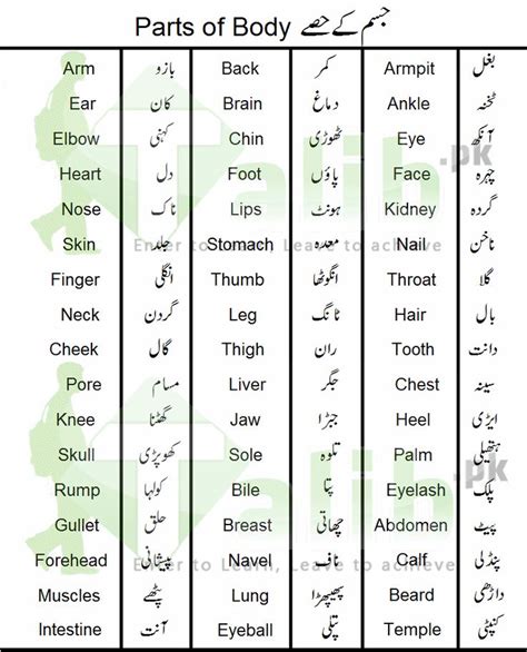 female anatomy urdu