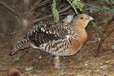 female capercaillie