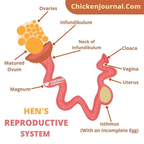 female chicken reproductive system structure and function