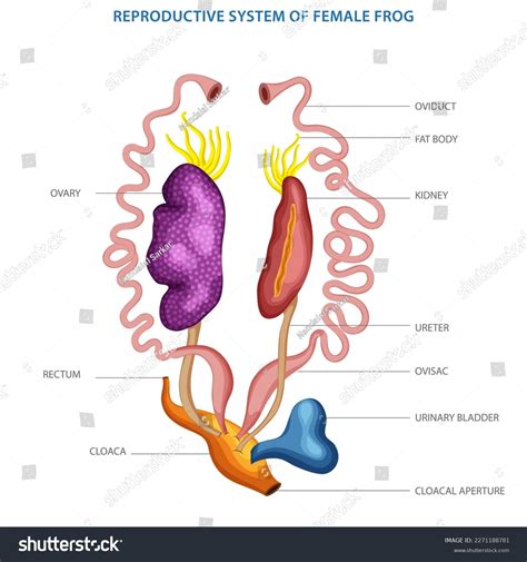 Female Frog Reproductive System