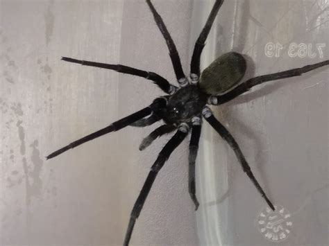 Female House Spider