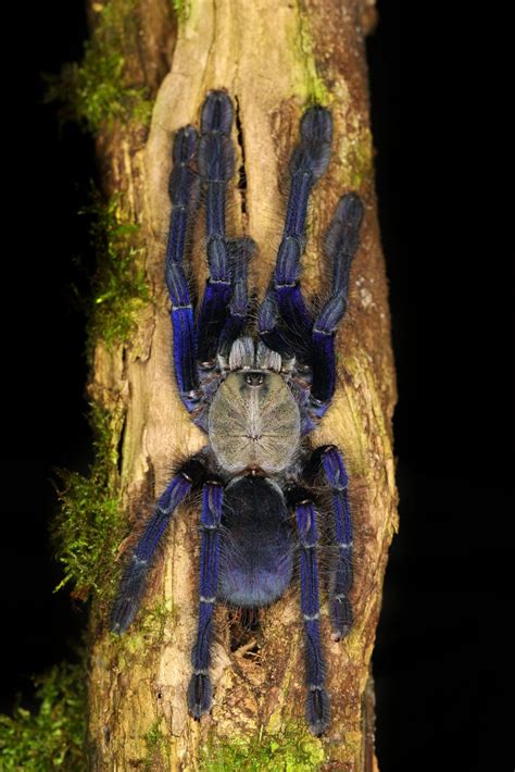 Female omothymus spider
