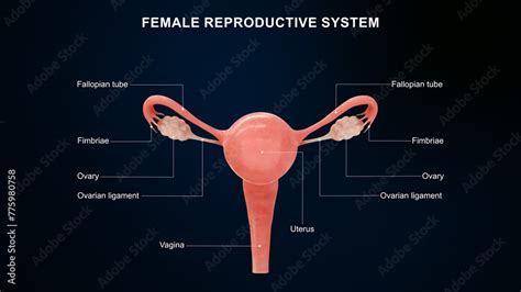 Female Reproductive System Transparency 2 Answers