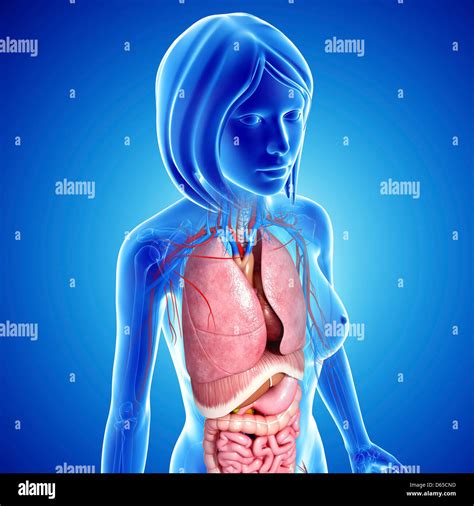 Female Surface Anatomy