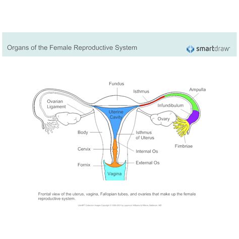 Download Female Reproductive System Se 9 Answers 