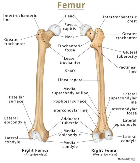 Femur Landmarks