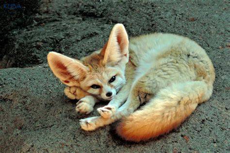fennec nude
