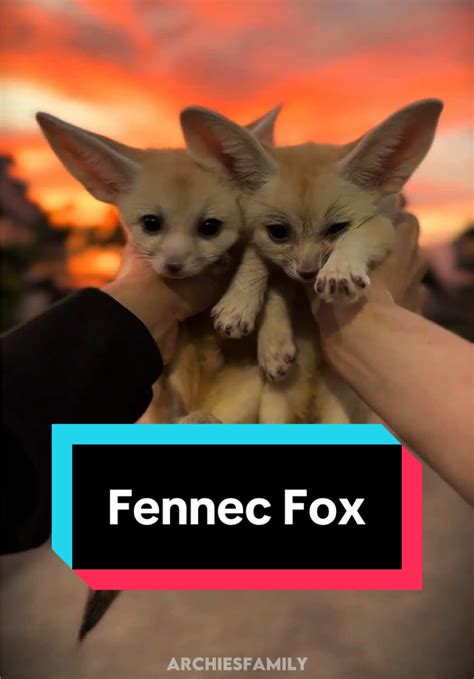 fennecf0xx nude