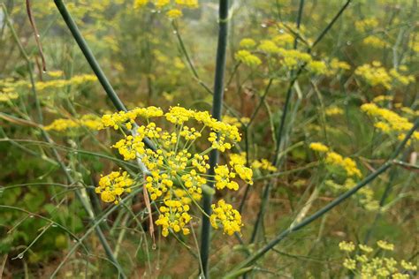 fennelpollen