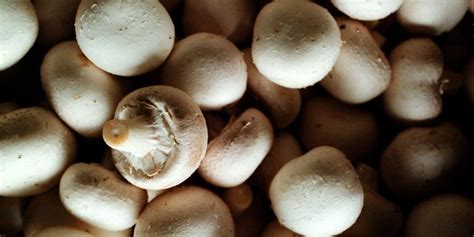 fenylhydraziner svamp