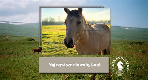 fenylobutazon u koni