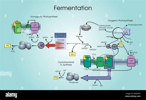 Fermentation Biology Lab