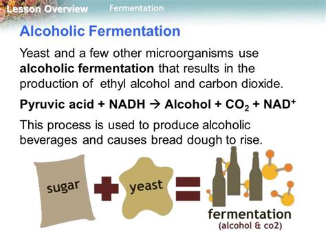 fermentation study guide key
