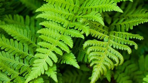 fern | Button Fern Pellaea Rotundifolia pictures how to