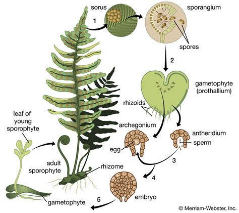 fern - Evolutionary development Britannica