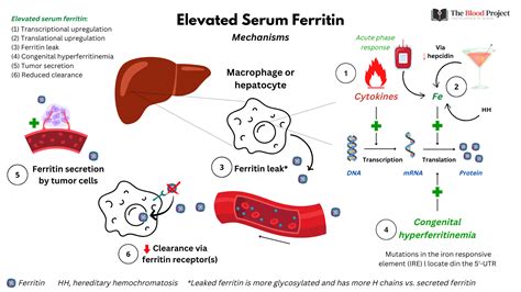 ferritin hogt inflammation