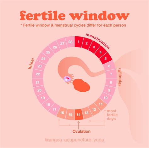 fertile window