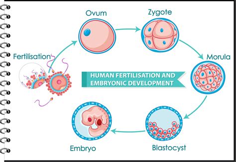 fertilization and early development answer key