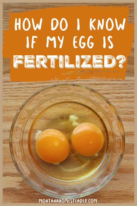 fertilized egg