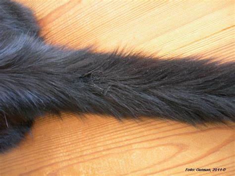fet päls katt
