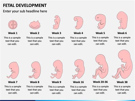 Fetal Development Ppt
