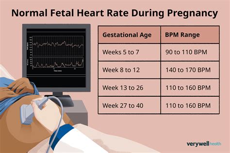 Fetal Heart Normal Rate
