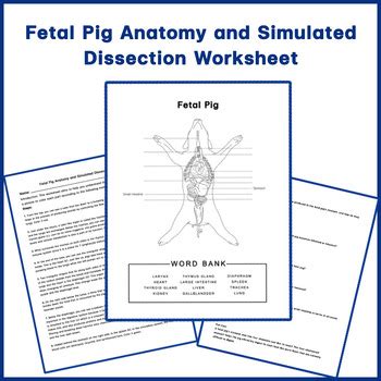 Fetal Pig Dissection Coloring Study Guide