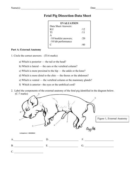 fetal pig dissection data sheet answers