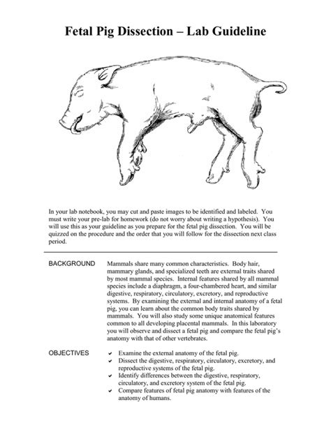 Fetal Pig Lab Guide