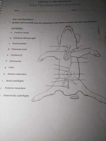 Read Online Fetal Pig Dissection Data Sheet Answers 