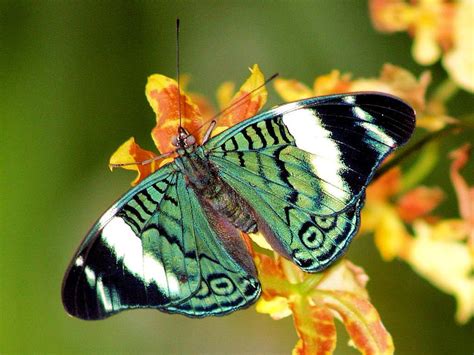 fetching_butterflies