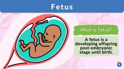Fetus Definition Latin