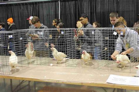 Ffa Poultry Judging Practice