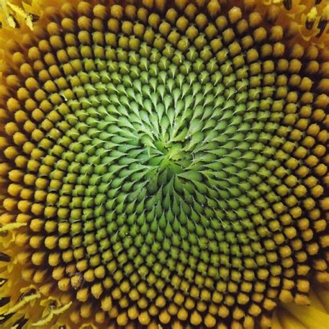 Fibonacci Code In Nature