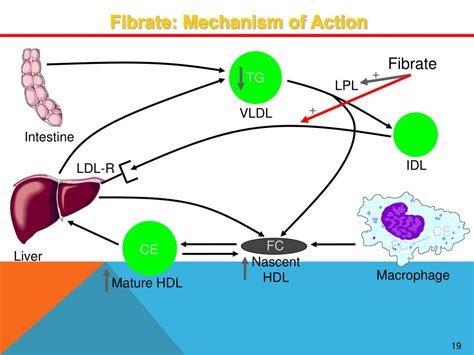 Fibrate Moa Vldl