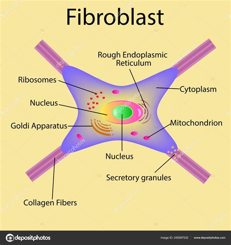 fibroblasto-4