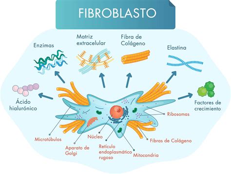 fibroblastos