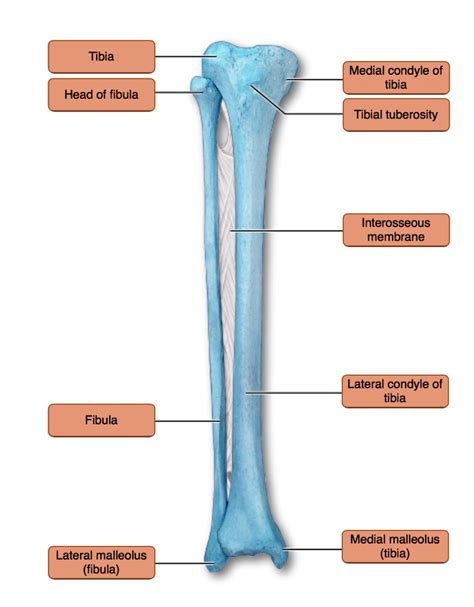 Fibula Condyle