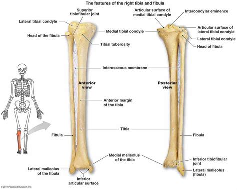Fibula E Tibia