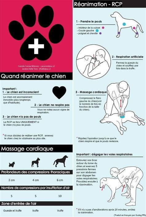 Fiche Chien Scc
