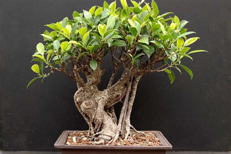 ficus bonsai l art de donner forme a la nature